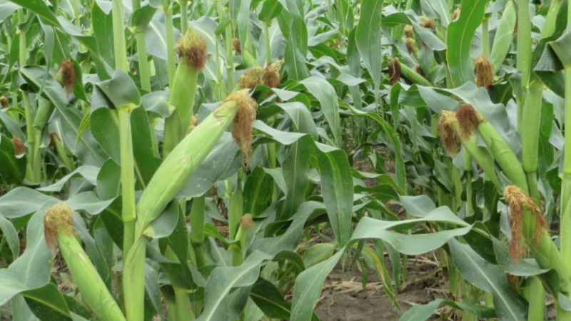 What is feed corn, how to distinguish it from food and where to use it