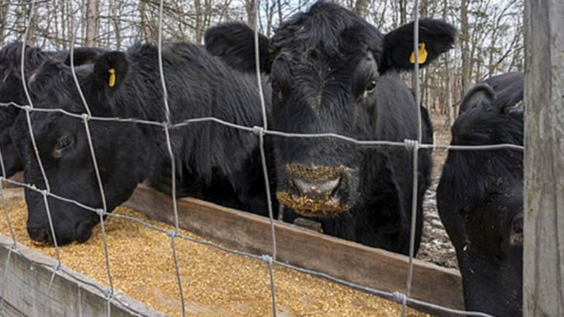 How to distinguish feed corn from food corn and the uses of both types