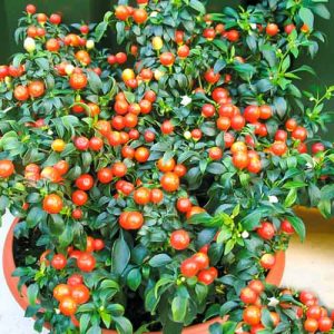 A selection of the best varieties of hot peppers and tips for their selection
