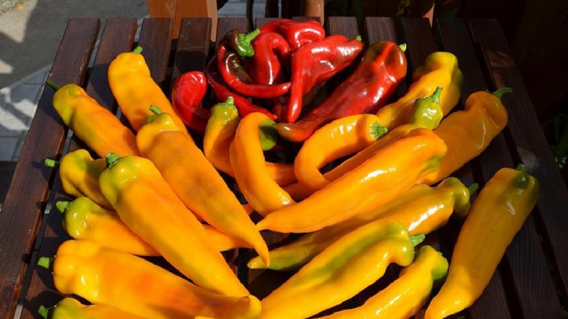 A selection of the best varieties of hot peppers and tips for their selection