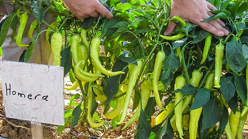 A selection of the best varieties of hot peppers and tips for their selection