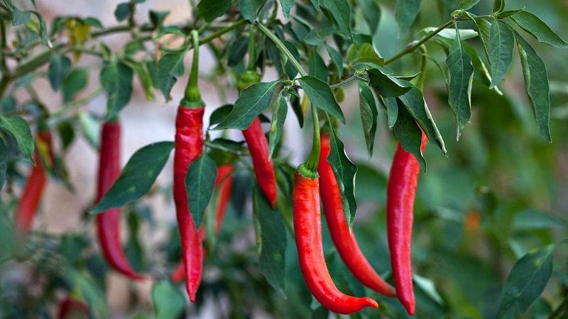 A selection of the best varieties of hot peppers and tips for their selection