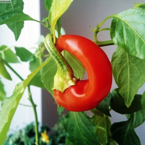 A selection of the best varieties of hot peppers and tips for their selection