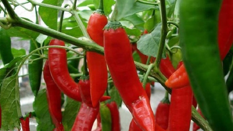 A selection of the best varieties of hot peppers and tips for their selection