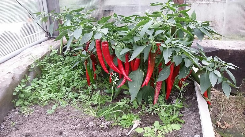 A selection of the best varieties of hot peppers and tips for their selection