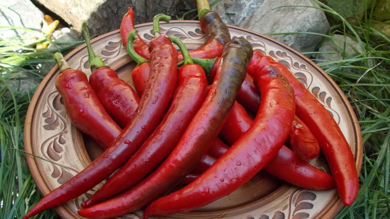 A selection of the best varieties of hot peppers and tips for their selection