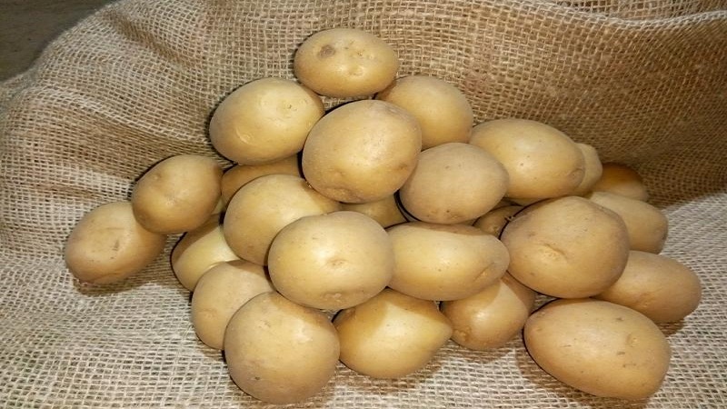 Delicious early ripe potatoes Colomba (Colombo) from Dutch breeders