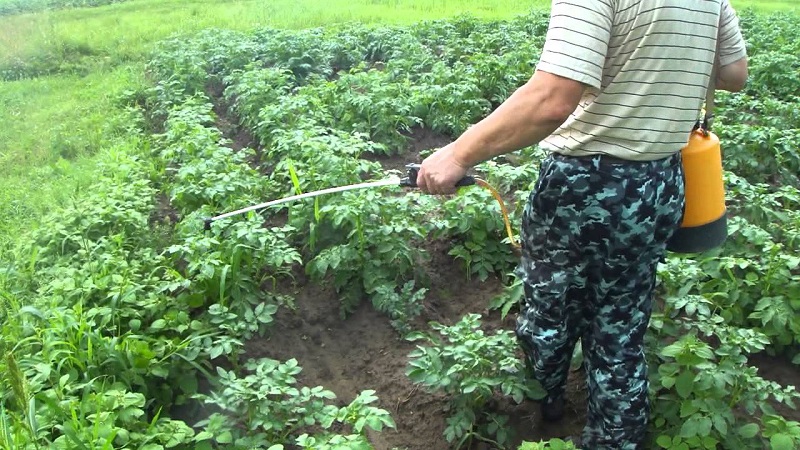 Delicious early ripe potatoes Colomba (Colombo) from Dutch breeders