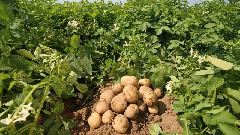 Delicious early ripe potatoes Colomba (Colombo) from Dutch breeders