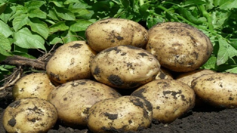 Delicious early ripe potatoes Colomba (Colombo) from Dutch breeders