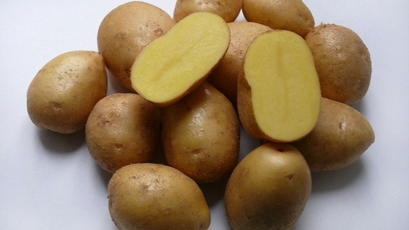 Delicious early ripe potatoes Colomba (Colombo) from Dutch breeders
