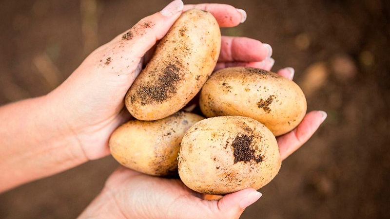 Delicious early ripe potatoes Colomba (Colombo) from Dutch breeders