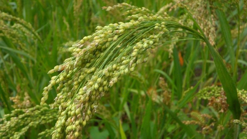 What cereal is millet made from and why is it needed