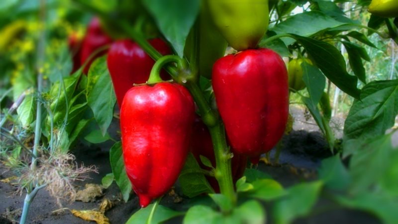 How often to water peppers in a greenhouse: a guide for proper watering for high yields
