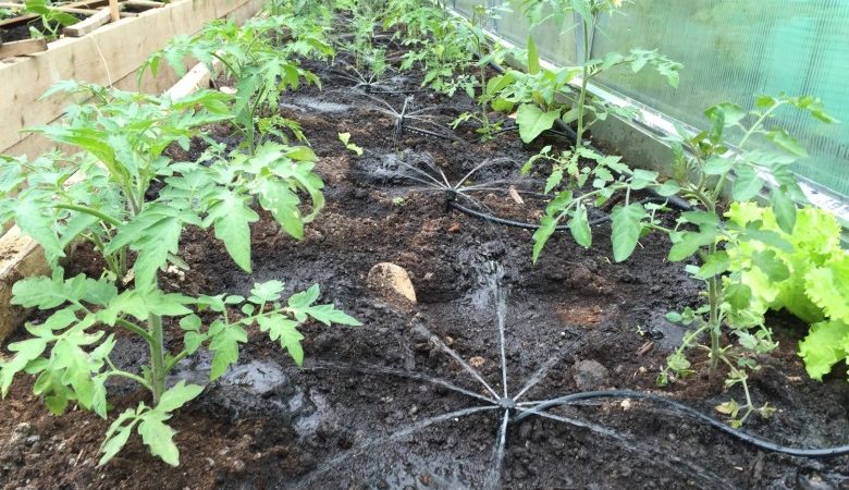 How often to water peppers in a greenhouse: a guide for proper watering for high yields