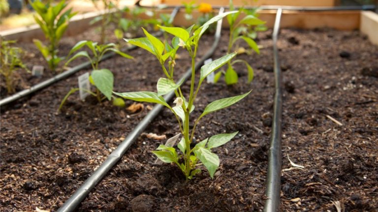 How often to water peppers in a greenhouse: a guide for proper watering for high yields