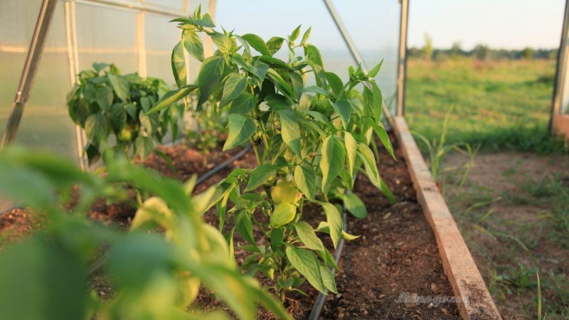 How often to water peppers in a greenhouse: a guide for proper watering for high yields