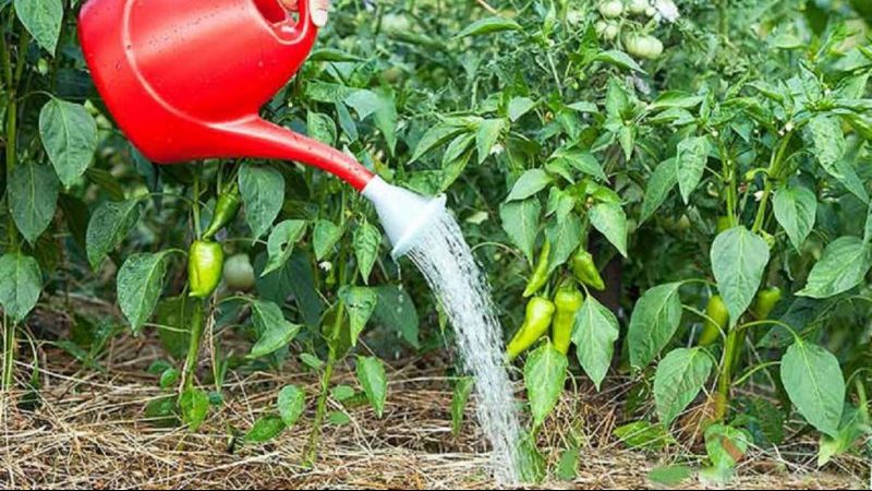 How often to water peppers in a greenhouse: a guide for proper watering for high yields