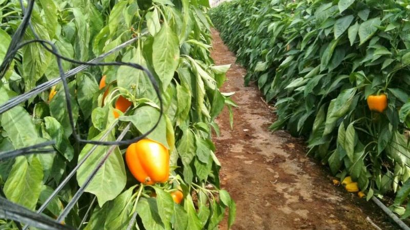 How often to water peppers in a greenhouse: a guide for proper watering for high yields