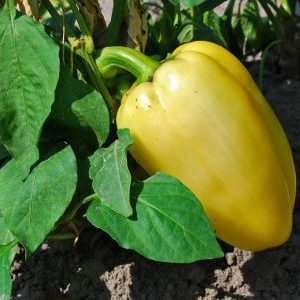 How often to water peppers in a greenhouse: a guide for proper watering for high yields