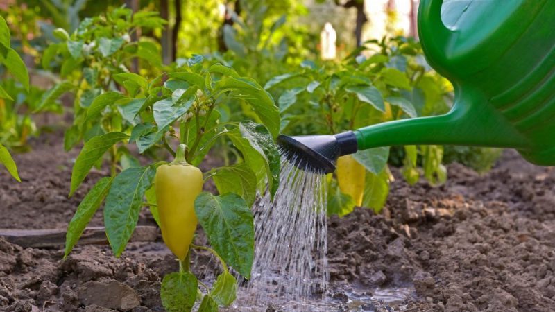 How often to water peppers in a greenhouse: a guide for proper watering for high yields