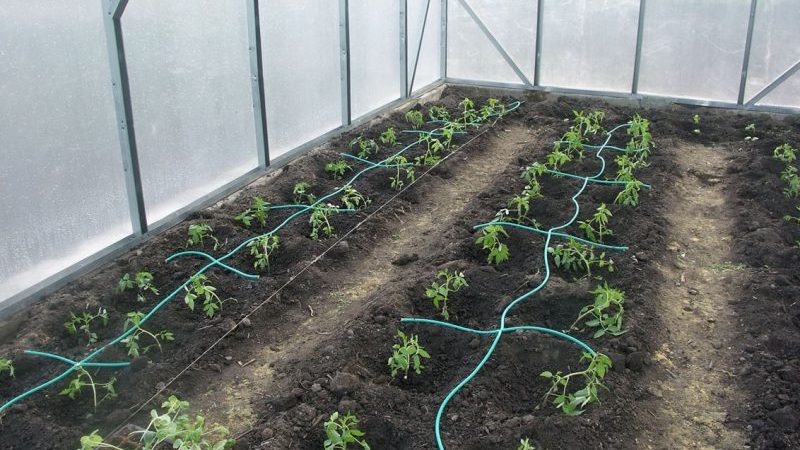 How often to water peppers in a greenhouse: a guide for proper watering for high yields