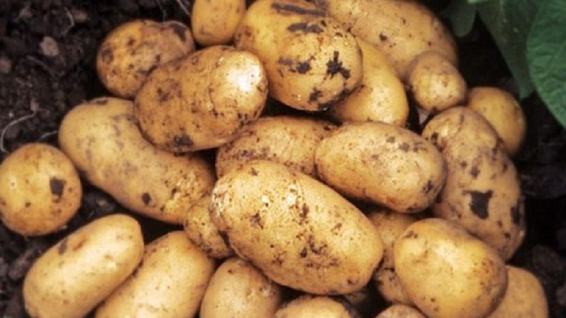 Early low-growing Juvel potato from Germany