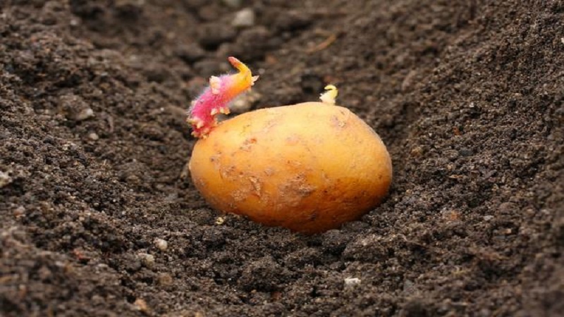 Early low-growing Juvel potato from Germany