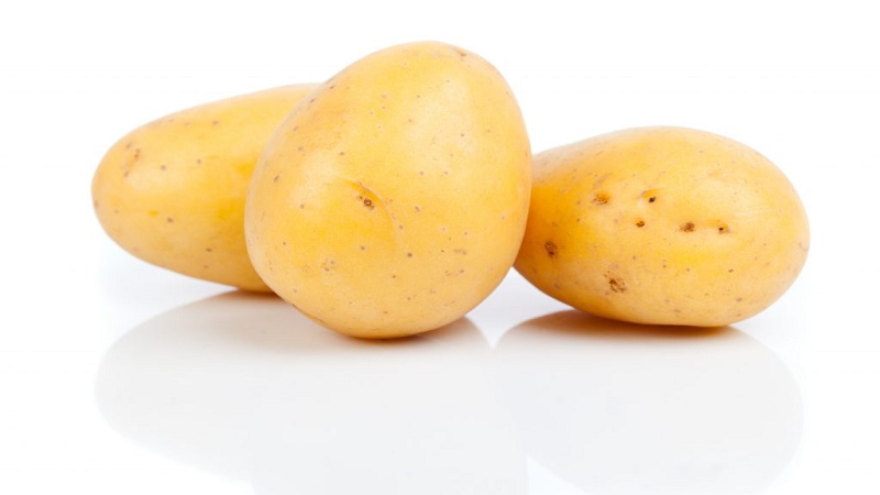 Early low-growing Juvel potato from Germany