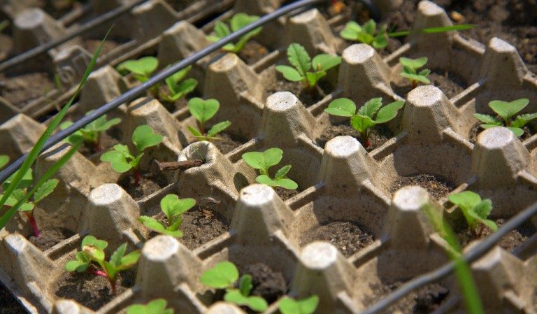 How to properly grow radishes on a windowsill in winter: step-by-step instructions and useful tips