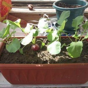 How to properly grow radishes on a windowsill in winter: step-by-step instructions and useful tips