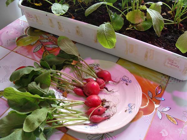 How to properly grow radishes on a windowsill in winter: step-by-step instructions and useful tips