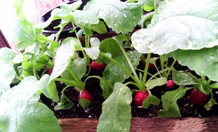 How to properly grow radishes on a windowsill in winter: step-by-step instructions and useful tips