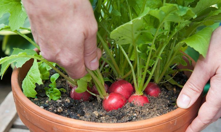 How to properly grow radishes on a windowsill in winter: step-by-step instructions and useful tips