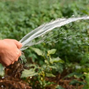 How to water a pumpkin outdoors: step-by-step instructions for novice gardeners