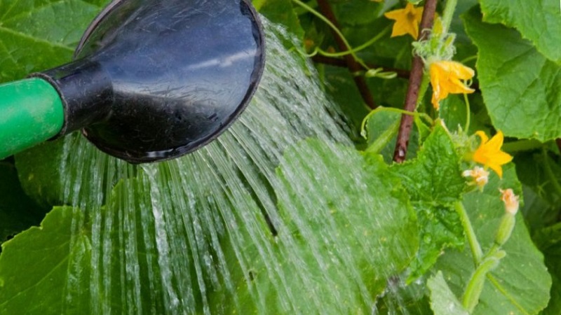 How to water a pumpkin outdoors: step-by-step instructions for novice gardeners