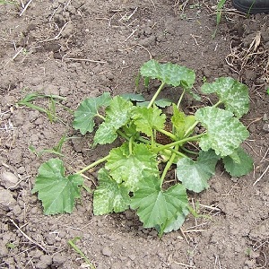 How to water a pumpkin outdoors: step-by-step instructions for novice gardeners
