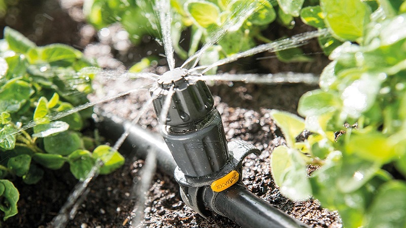 How to water a pumpkin outdoors: step-by-step instructions for novice gardeners