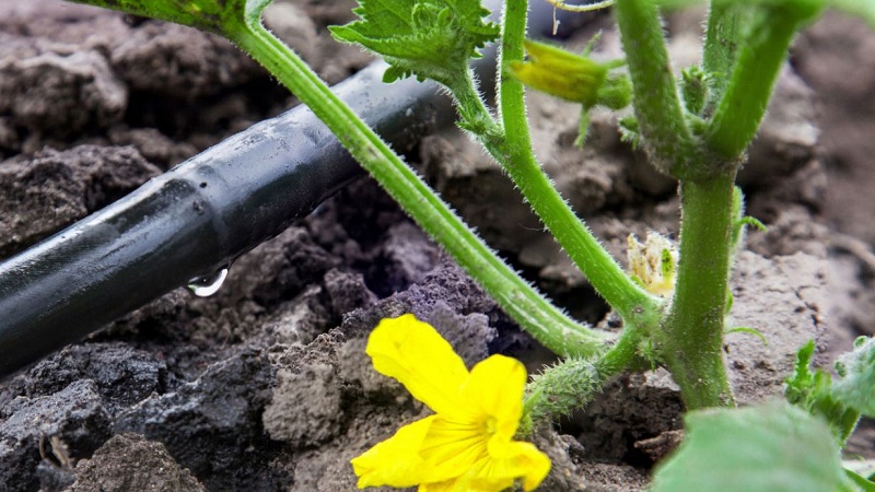 How to water a pumpkin outdoors: step-by-step instructions for novice gardeners
