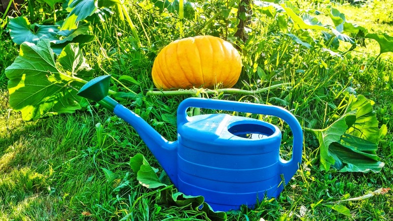 How to water a pumpkin outdoors: step-by-step instructions for novice gardeners