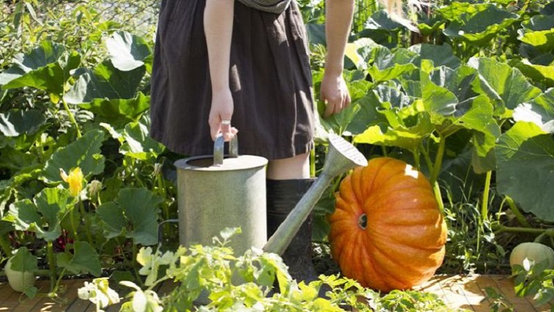 How to water a pumpkin outdoors: step-by-step instructions for novice gardeners
