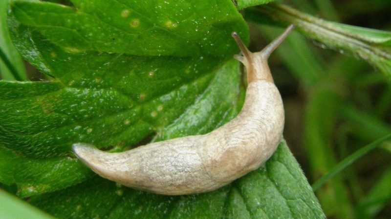 Why cucumbers do not grow in the greenhouse and how to effectively deal with this problem