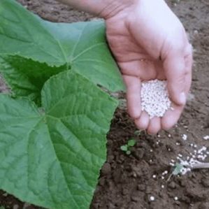 Why cucumbers do not grow in the greenhouse and how to effectively deal with this problem
