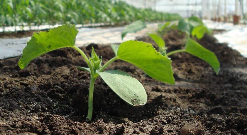 Why cucumbers do not grow in the greenhouse and how to effectively deal with this problem