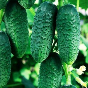 Why cucumbers do not grow in the greenhouse and how to effectively deal with this problem