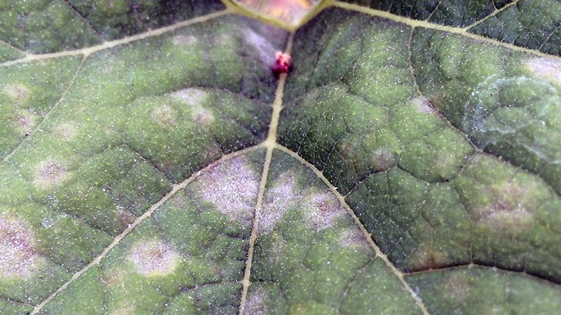Why cucumbers do not grow in the greenhouse and how to effectively deal with this problem