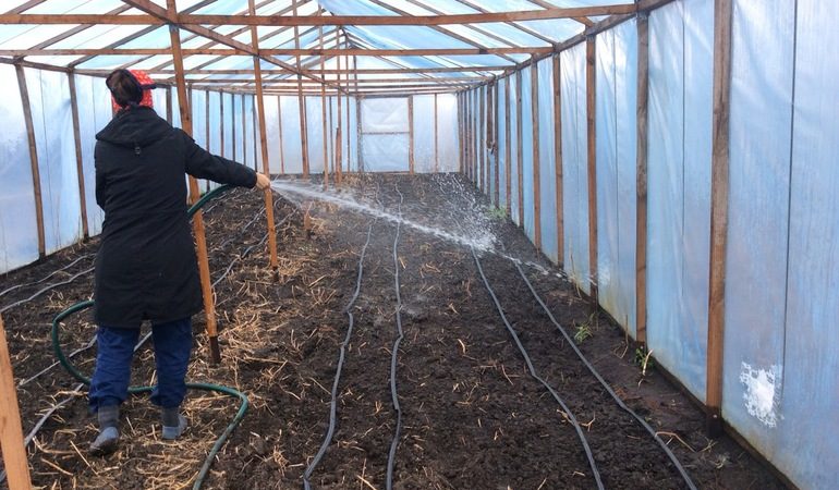 Why cucumbers do not grow in the greenhouse and how to effectively deal with this problem