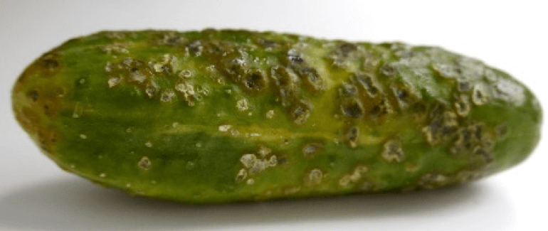 Why cucumbers do not grow in the greenhouse and how to effectively deal with this problem
