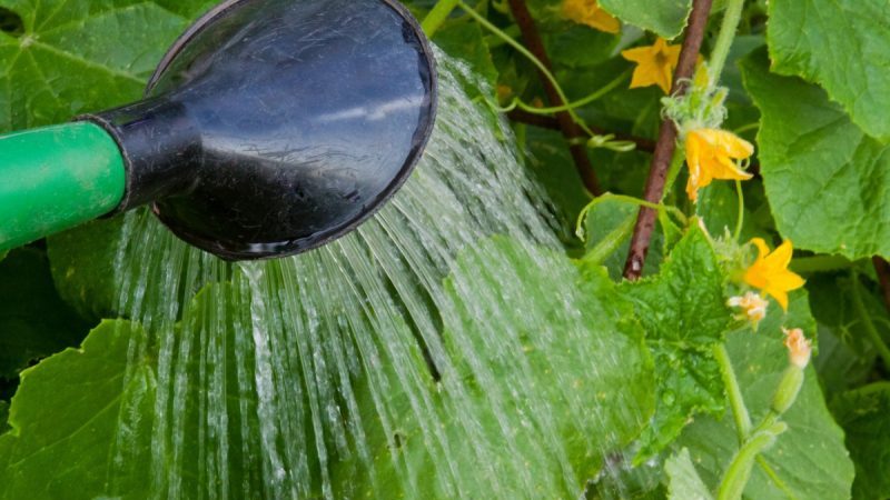 Why cucumbers do not grow in the greenhouse and how to effectively deal with this problem