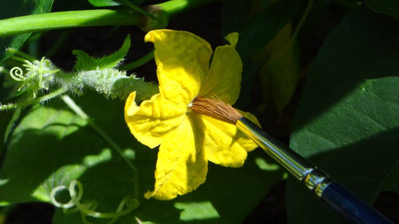 Why cucumbers do not grow in the greenhouse and how to effectively deal with this problem